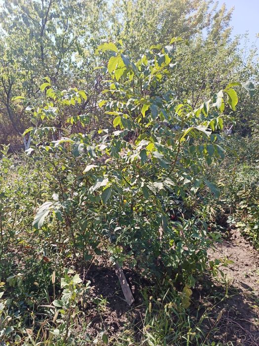 Продаются саженцы плодовых деревьев