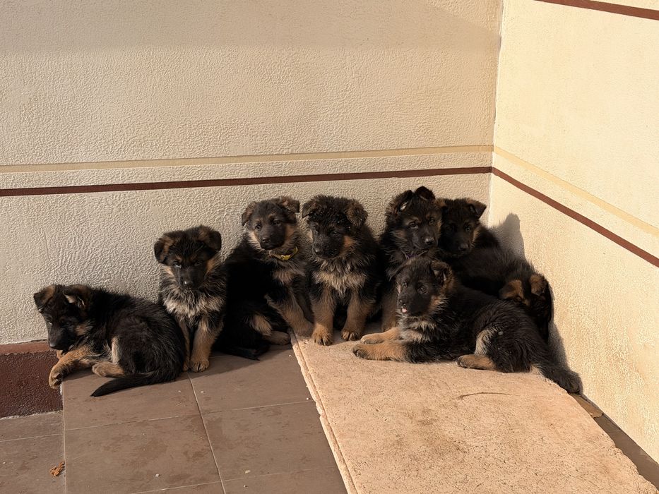 Щенки немецкой овчарки