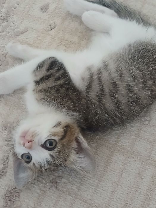 Котёнок приучен к лотку