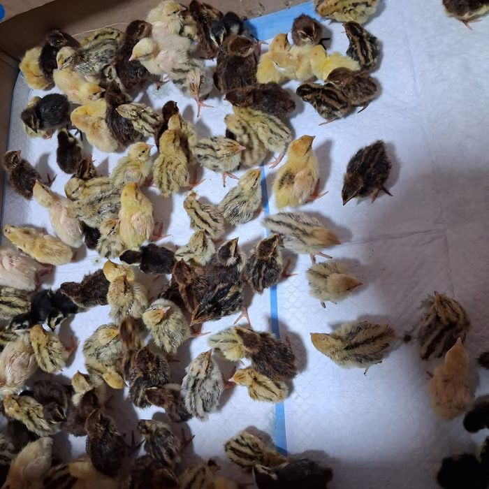 Pui de Prepeliță Ouă prepeliță consum si incubat Prepelițele
