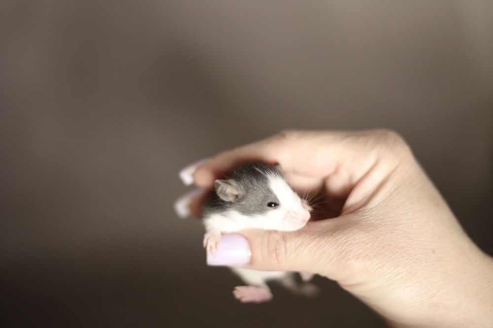 Декоративные крысы дамбо