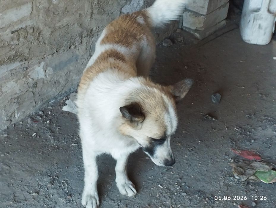 отдам в хорошие руки