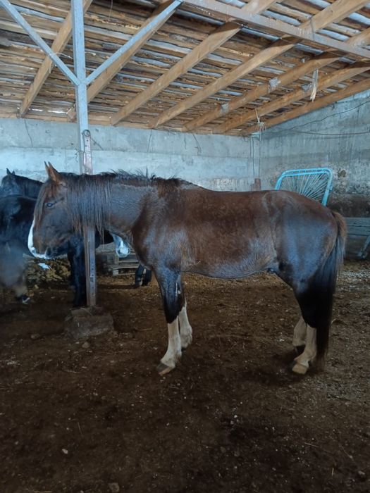 Жақсы айғыр сатылады