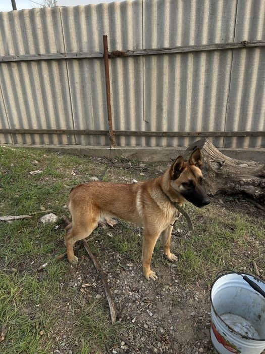 Немецкий Овчарка Красивая