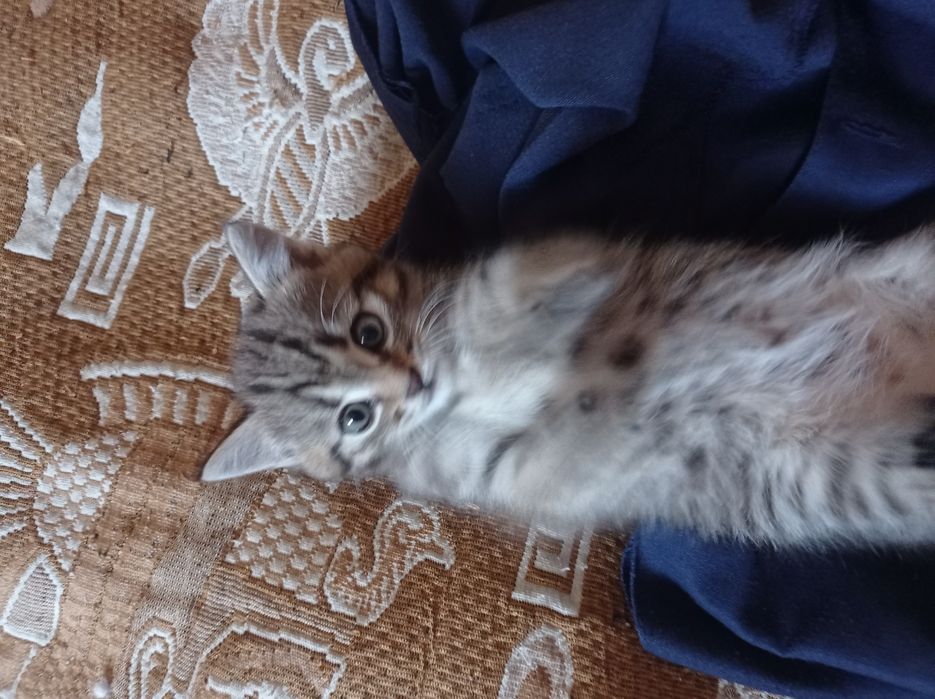 Кошечка 1,5 месяцев.