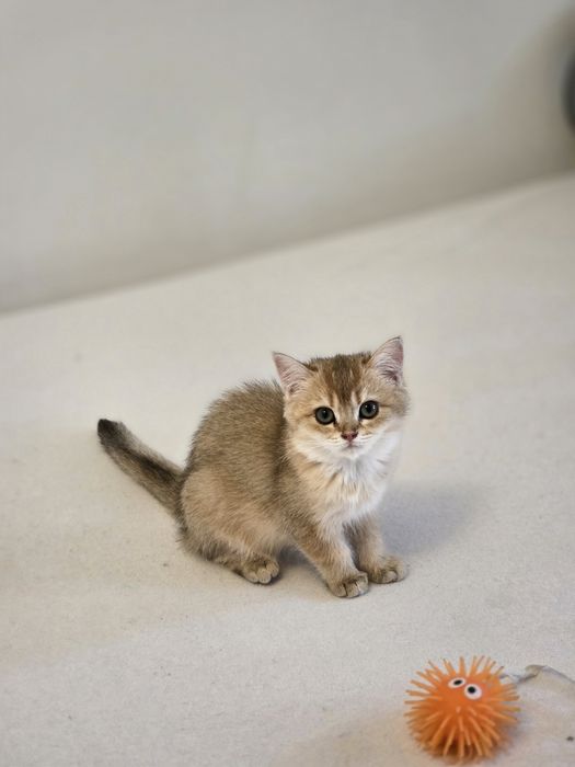 British shorthair băiețel
