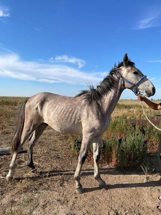 Тай 1 жасар араб-жабы
