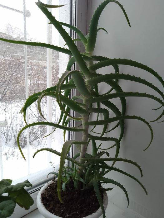 Продам алоэ 4х-летка