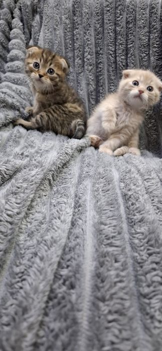 Скоттиш фолд котята шотландские