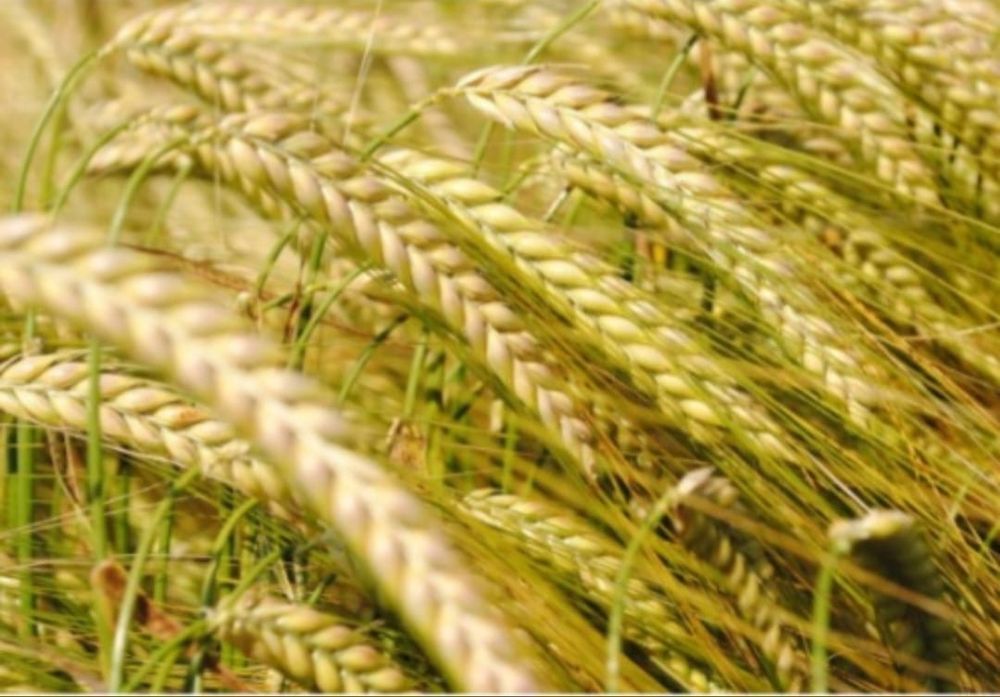 Sămânță Certificata Grau , Orz, Mazariche,Triticale,Mazăre,Ovăz