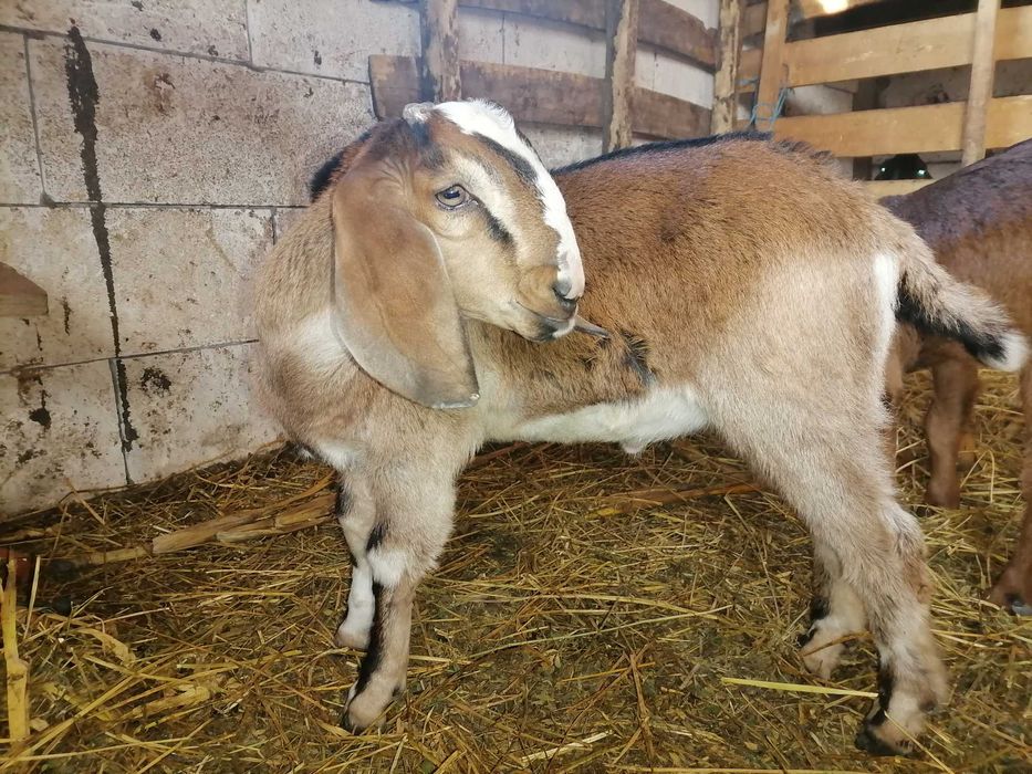 Țăpișori amglonubieni