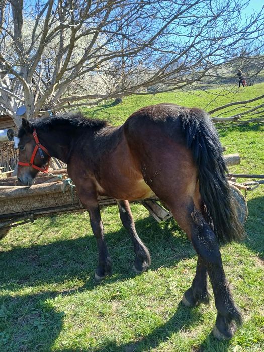 Vând mânz, detalii în privat