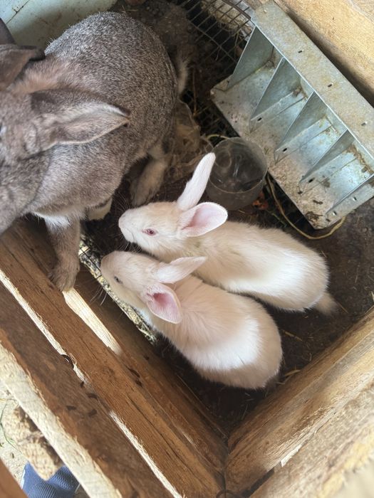 Quyon va quyonchalar