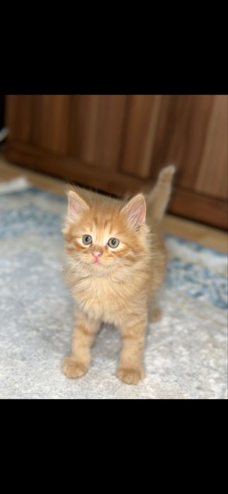 Котяти 2девочки  и мальчик