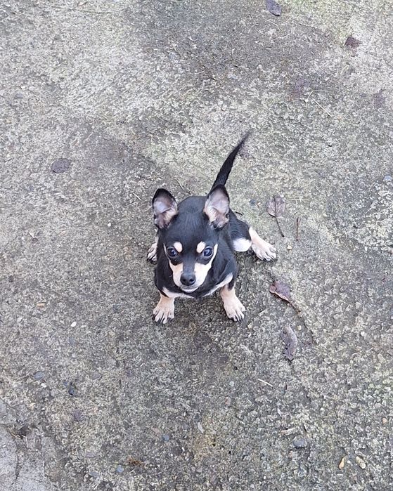 Пинчер на 3 месеца