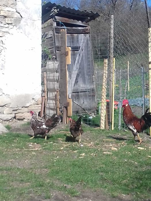 Vānd 7 gaini si un cocos