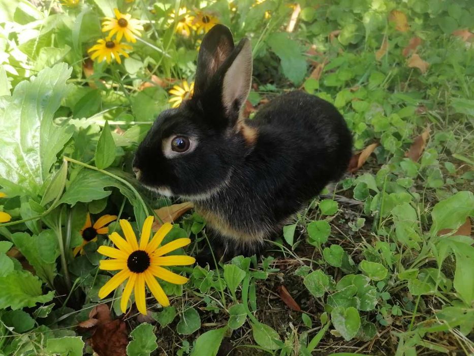 Karlik tikka quloq sames (erkak)