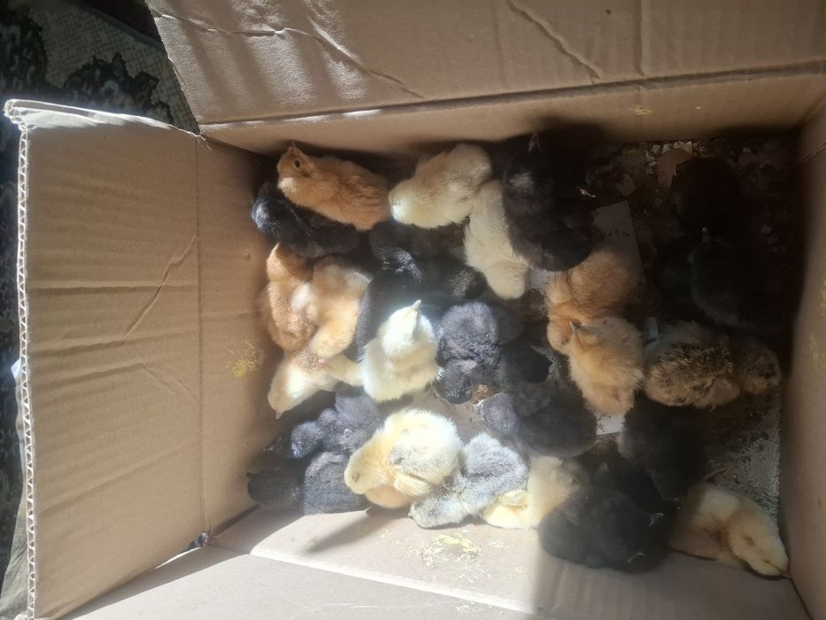 Продам домашних цыплят