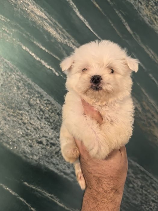 Maltez mini rasa pura bichon