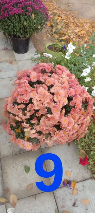 Продам черенки мультифлора и хризантемы