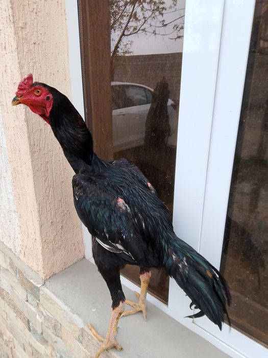 Dakan xuroz sotiladi