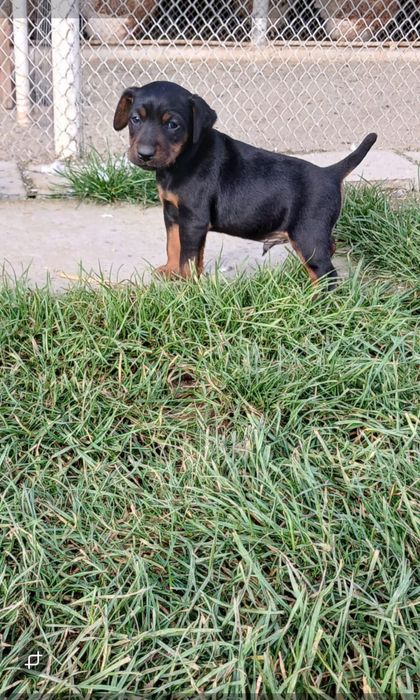 Jagdterrier cu par scurt