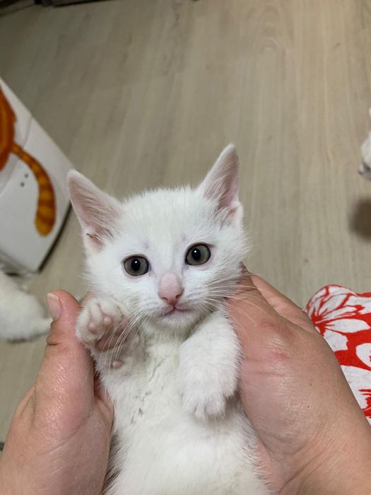 Очень нежные и игривые котята!