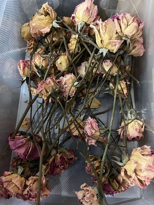 продам сухие цветы