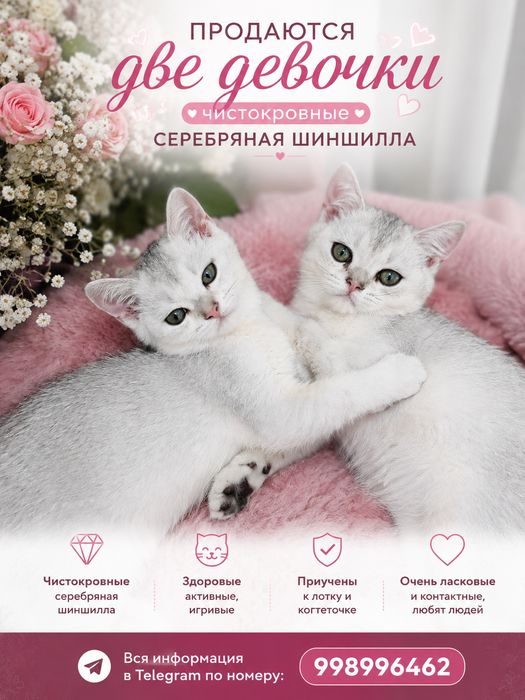 Продаются котята серебряная шиншилла