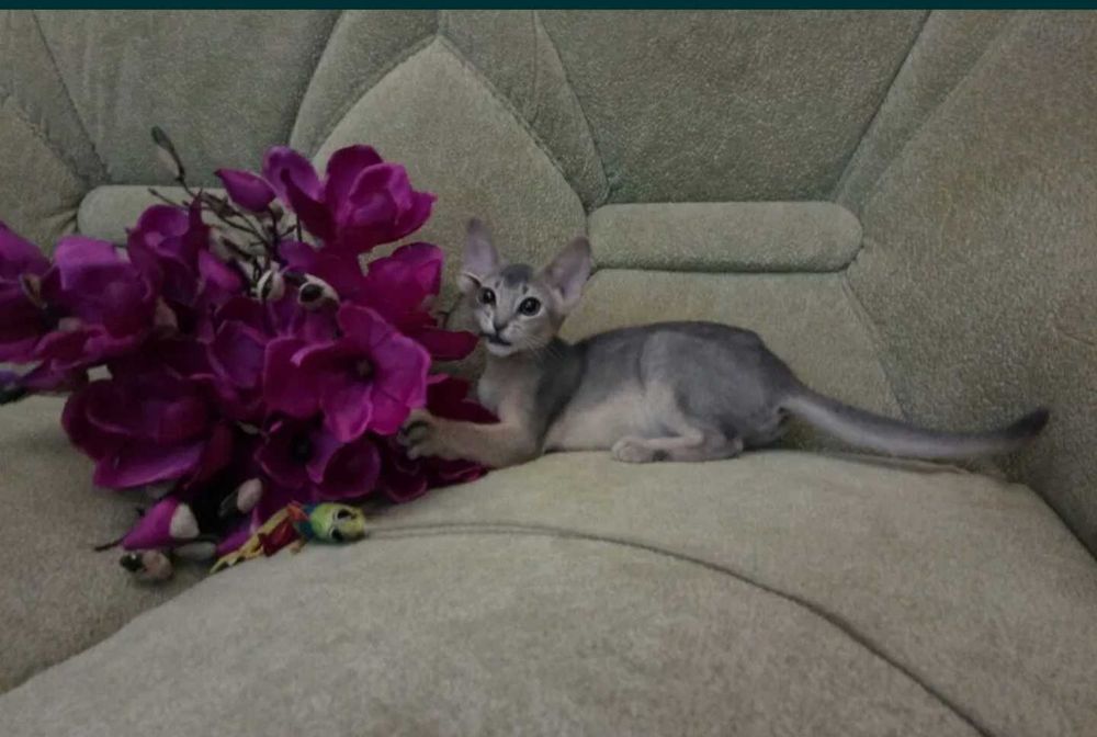 Абиссинские красавицы