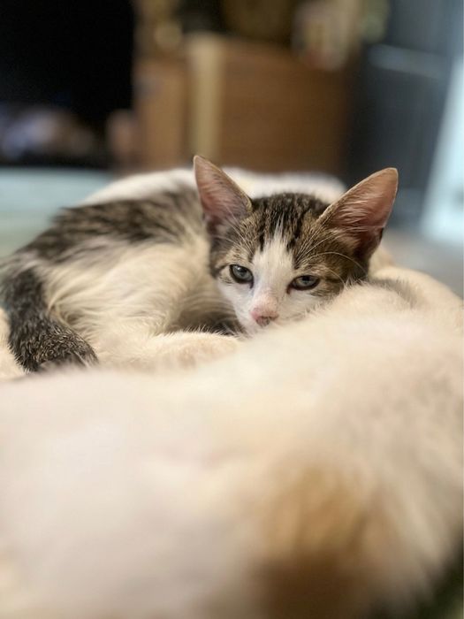 Подарявам котета