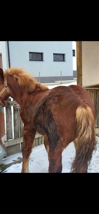 Vand manza de 7 luni