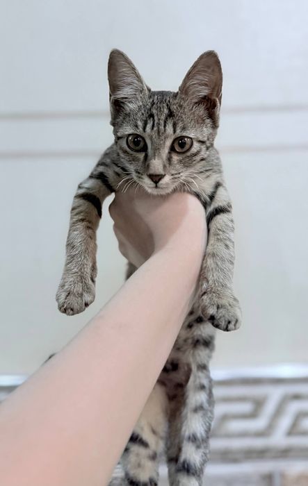 Очень ласковый котёнок, отдам в хорошие руки. цена договорная