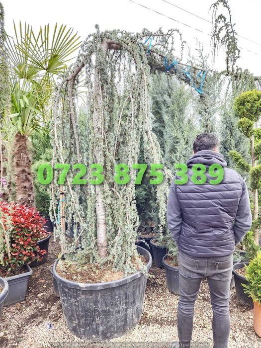 Plante de Exterior Aclimatizate – Verdeață Bogată în Orice Sezon