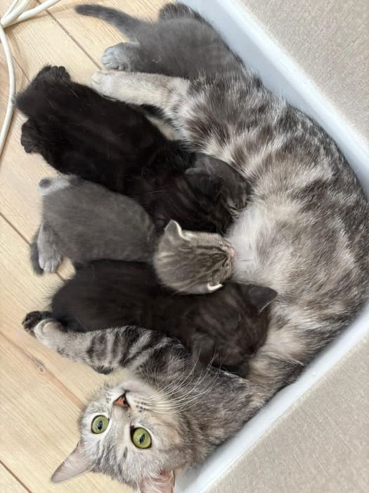 Продам котят Скотиш