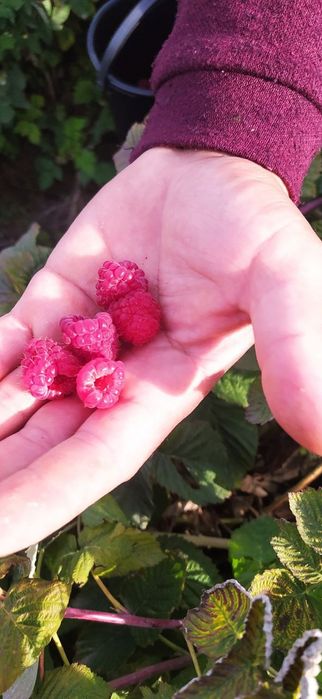 Местные малина кучатлари