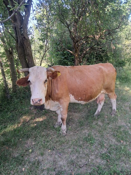 Vând vaca gestanta ..