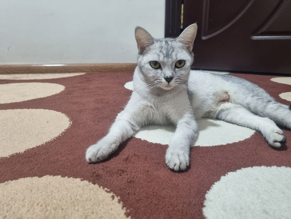 Серебристая шиншиллар киз бола 1 марта тукган