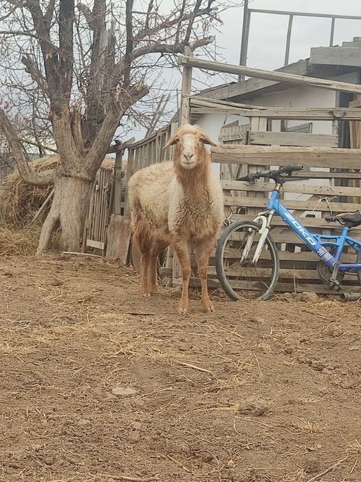 Продам қой сатылады