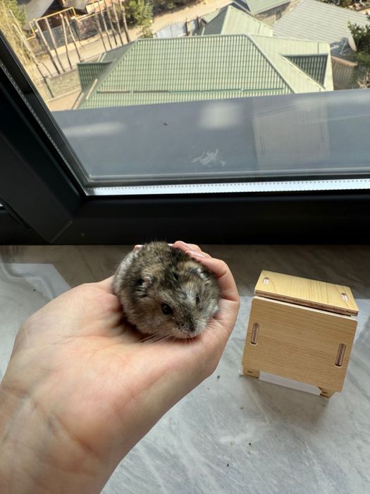 хомяк мальчик ,с домом