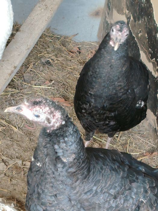 Kurkalar tezda sotiladi