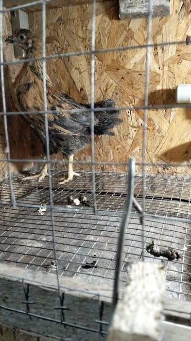 Продам подрошого цыплёнка