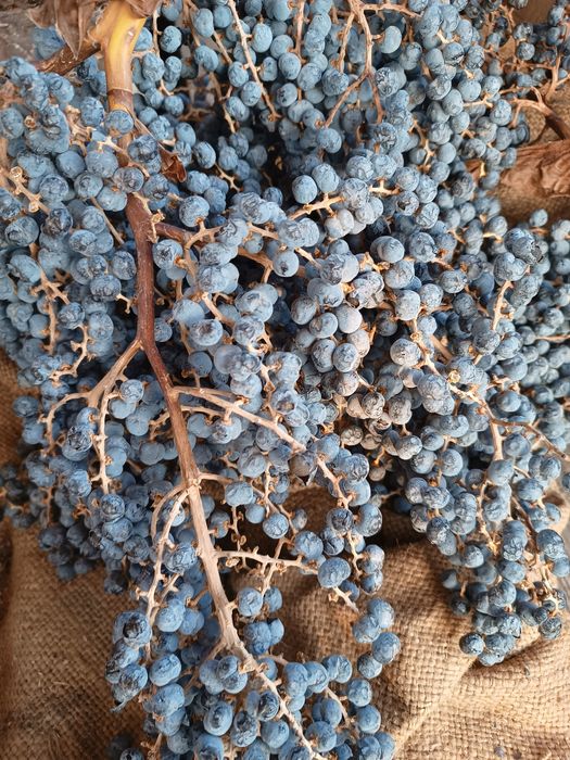 ПРОМОЦИЯ! Трахикарпус семена 100бр студоустойчива палма