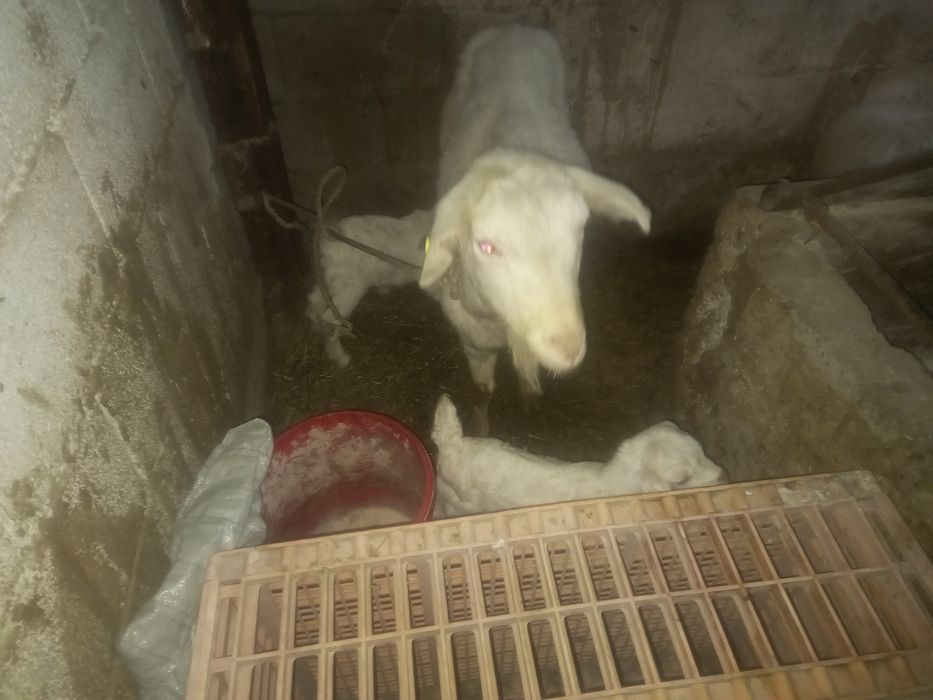 Сауын ешкі екі лағымен