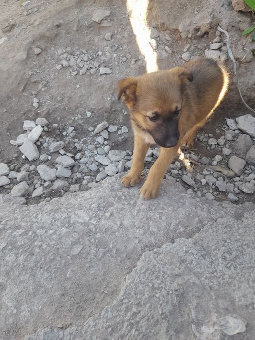 Отдам в хорошие руки