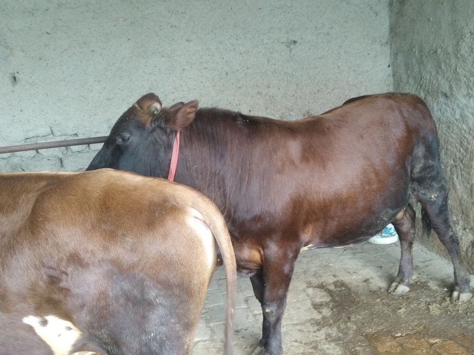 Buqa sotiladi  kelishamiza