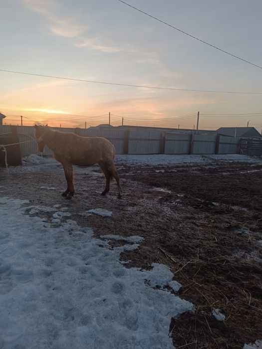 Продам баитал находится ЖД паселке