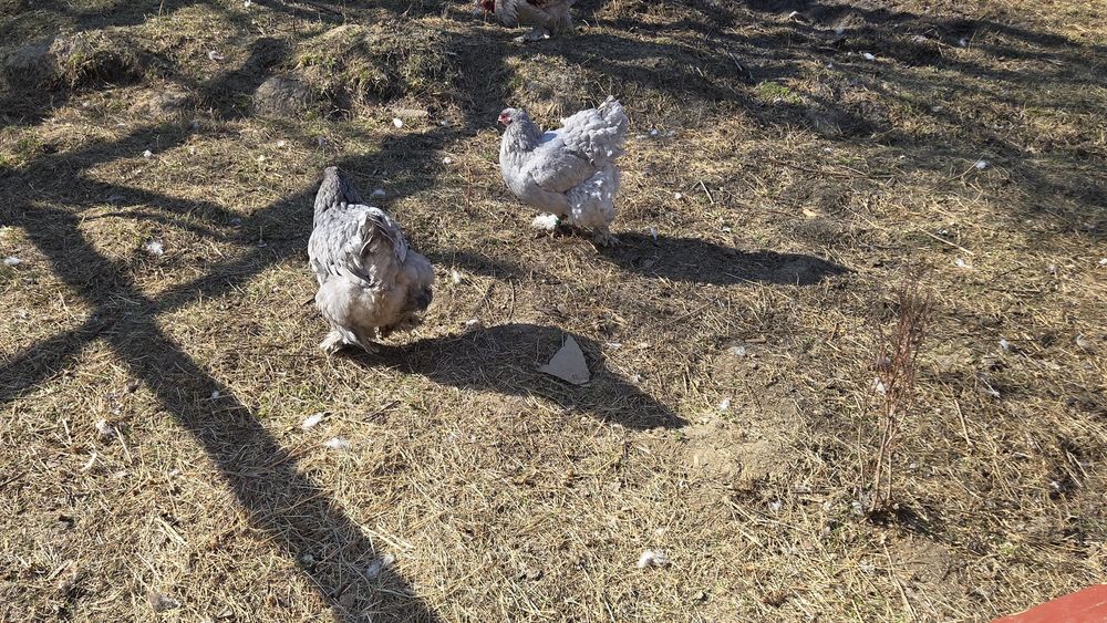 Brahma albastru 2025