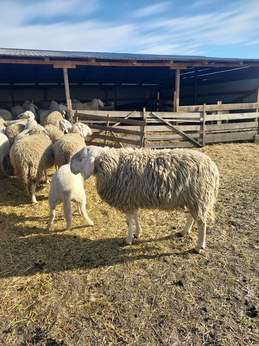 Vând berbec și berbecuți bergamasca