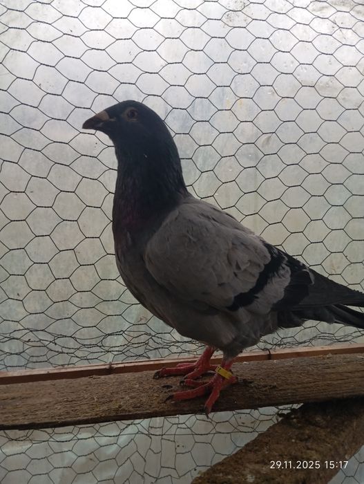 Porumbei de vânzare 50 lei bucata